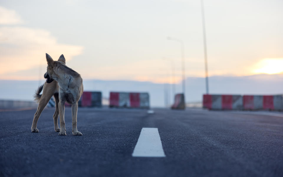 In weiten Teilen der USA ist nicht jeder Welpe am Stra&#xdf;enrand auch ein Hund (Symbolbild: Getty Images)