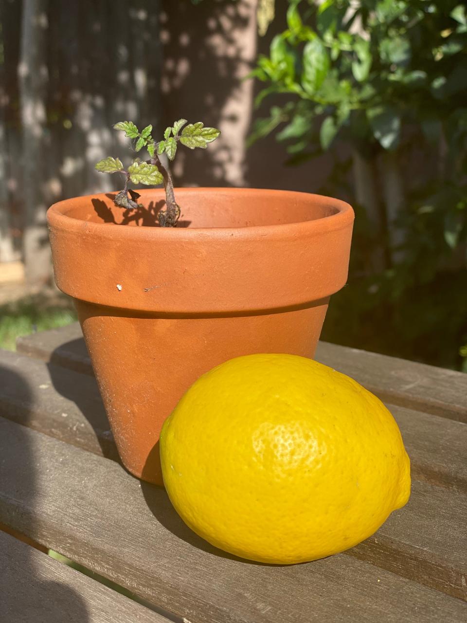 Los Angeles entertainment attorney Michelle Seañez swapped lemons for a tomato plant with a neighbor through the Nextdoor social network.