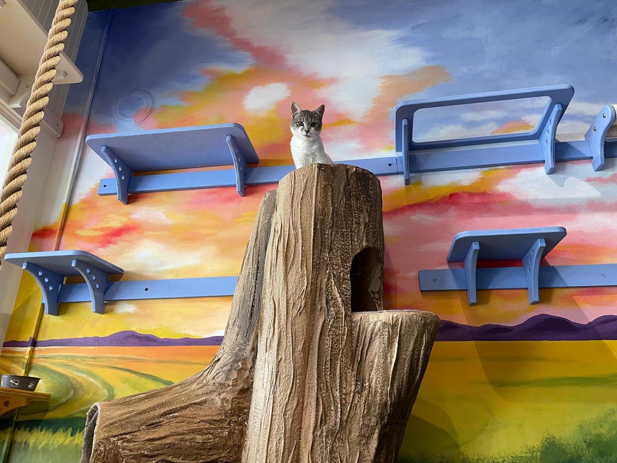 A cat sits atop an activity tree at Entangled Cat Cafe in Watkinsville on Monday. Each of the cats at Entangled are available for adoption.