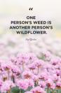 <p>"One person's weed is another person's wildflower."</p>