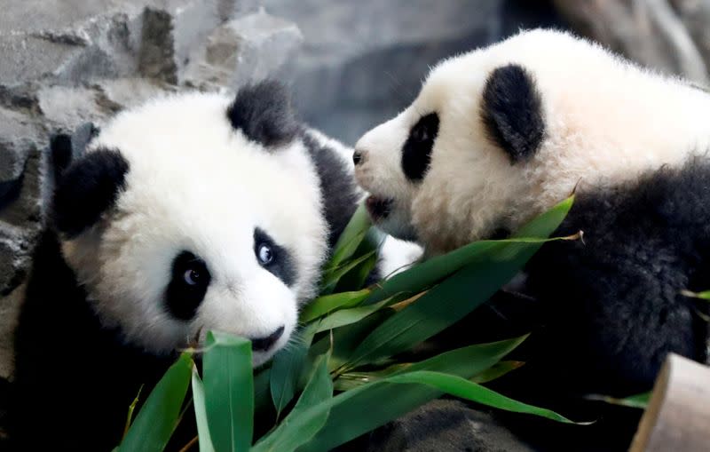 FILE PHOTO: Panda twin cubs Paule (Meng Yuan) and Pit (Meng Xiang) are seen during their first appearence in their enclosure at the Berlin Zoo in Berlin