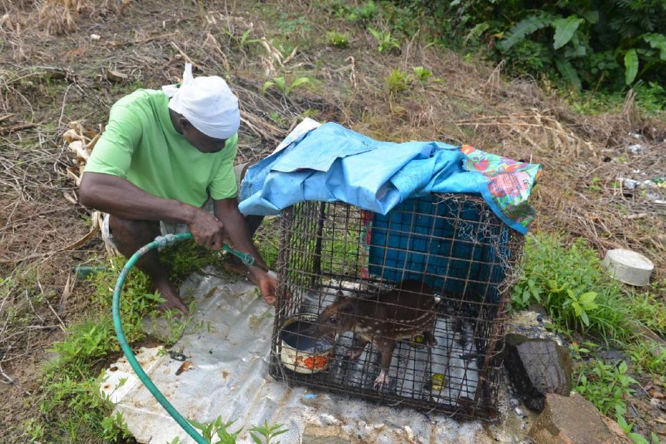 In this Dec. 27, 2013 photo, a poacher cleans the cage of his trapped lappe, a raccoon-sized rodents whose meat is known to go for $19 per pound, in the rural village of Toco in northern Trinidad. The twin-island country of Trinidad and Tobago, at least on paper, has transformed the Caribbean nation into a no-trapping, no-hunting zone for about two years to give overexploited game animals some breathing room and to conduct wildlife surveys. But poachers are continuing to hunt creatures such as deer, armadillo and lappe. (AP Photo/David McFadden)