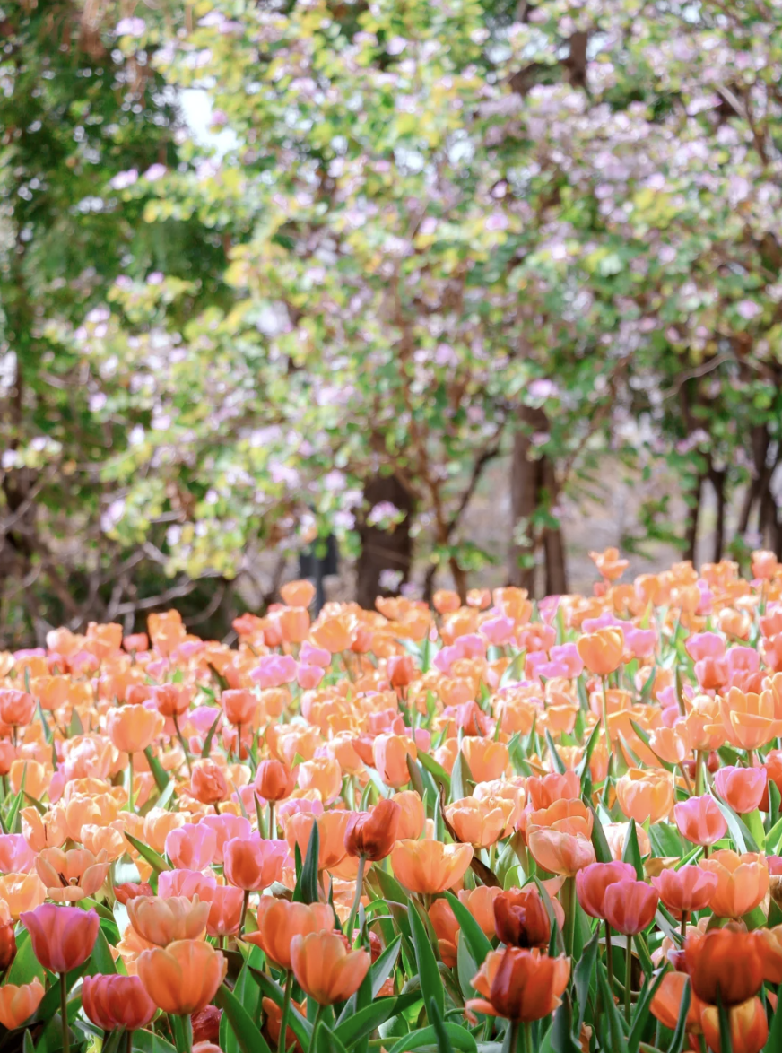 深圳賞花｜一文睇清各花花期及觀賞地 3月鬱金香、向日葵、黃花風鈴木 4月馬鞭草、泰國櫻花