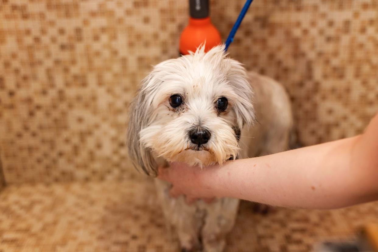 Maltese pet being bathed in a dog groomer's shop