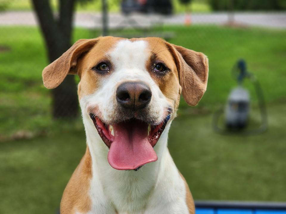 Skipper is a big, exuberant playful 1-year-old neutered male. He is a mixed breed dog and is learning to walk on the leash. He loves to play in the yard with his friends. Come meet him. Adoptions at the Edmond Shelter are currently by appointment only. To meet Skipper, call 405-216-7615 during open hours to set up an appointment.