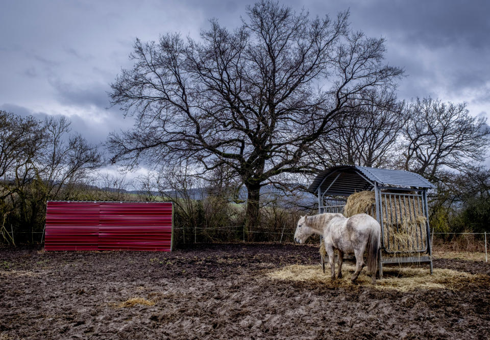 A horse munches on straw at a farm on the outskirts of Wehrheim, Germany, Feb. 11, 2024. (AP Photo/Michael Probst, File)