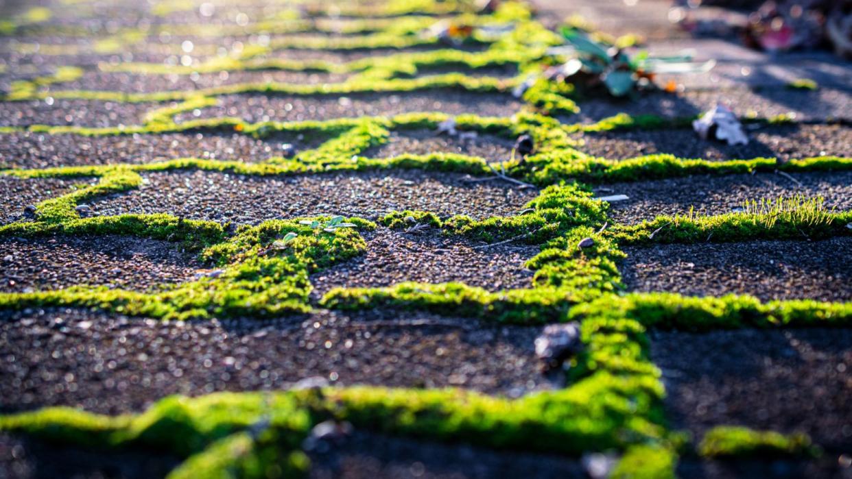  Moss on a patio 