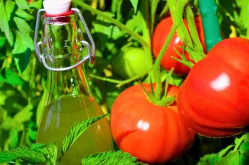 Picture of tomatoes with homemade fertliser