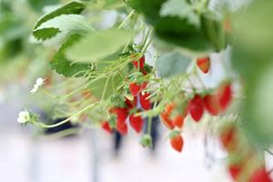 Close-up shot of strawberries grown in automated greenhouses at the Smart Agriculture Competition (Source: Pinduoduo)