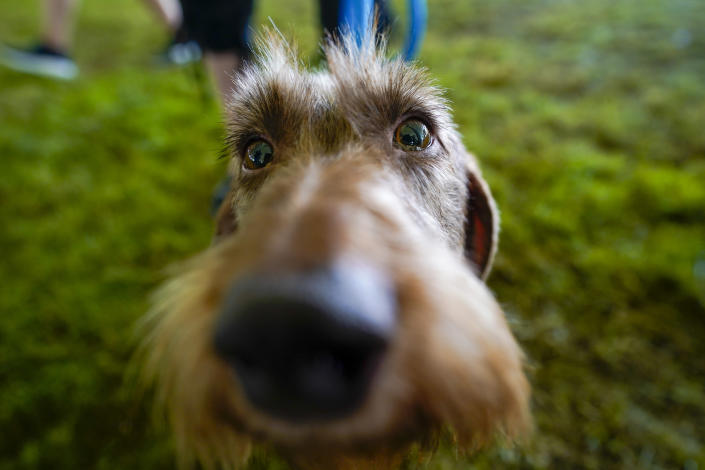 Yuri, a standard wire haired dachshund, waits to compete in the ring during the 146th Westminster Kennel Club Dog show, Monday, June 20, 2022, in Tarrytown, N.Y. (AP Photo/Mary Altaffer)