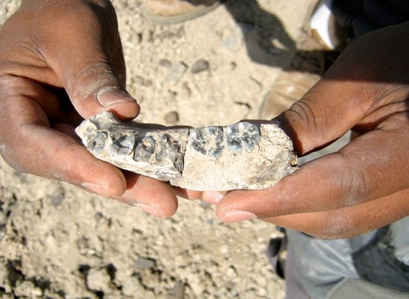 A close-up view of the mandible from an early Homo species, shown just steps from where Arizona State University graduate student Chalachew Seyoum from Ethiopia spotted it.