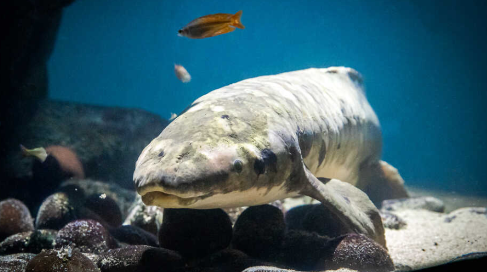 Methuselah, a female Australian lungfish tanked at the Steinhart Aquarium in San Francisco, is 92, the California Academy of Sciences announced on September 18, 2023.