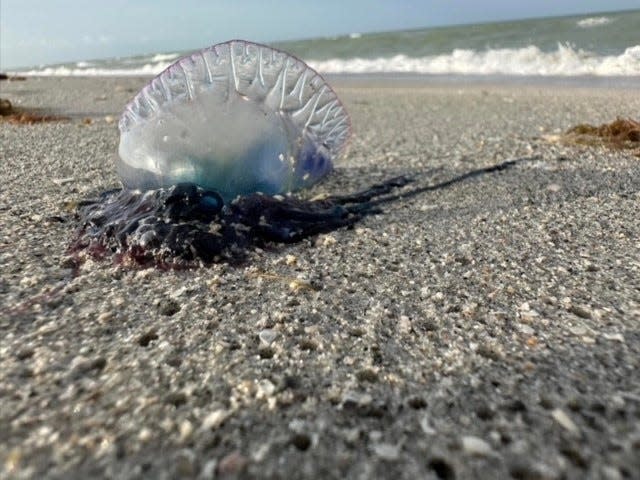 This Portuguese Man o' War was photographed near Bowman's Beach and Blind Pass on Sanibel Island Tuesday, June 20.