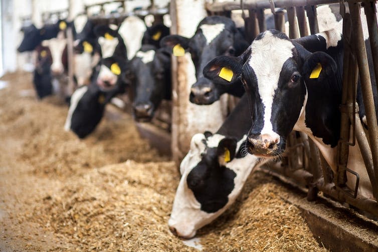 <span class="caption">Cattle on a farm.</span> <span class="attribution"><a class="link " href="https://www.shutterstock.com/image-photo/cows-on-farm-black-white-eating-424459801?src=G-M3xIgk4Yd-WfkRuquFsg-1-17" rel="nofollow noopener" target="_blank" data-ylk="slk:StudioPeace/Shutterstock;elm:context_link;itc:0;sec:content-canvas">StudioPeace/Shutterstock</a></span>