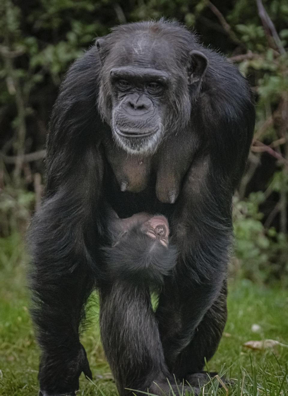 A critically endagered Western chimpanzee born at Chester Zoo, to mum Zee Zee, offers hope to the species.