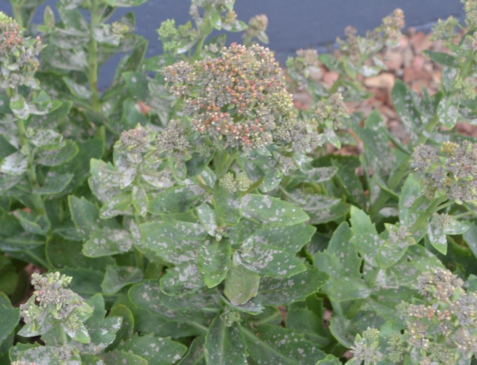 Sedum infected with powdery mildew, a fungal disease.