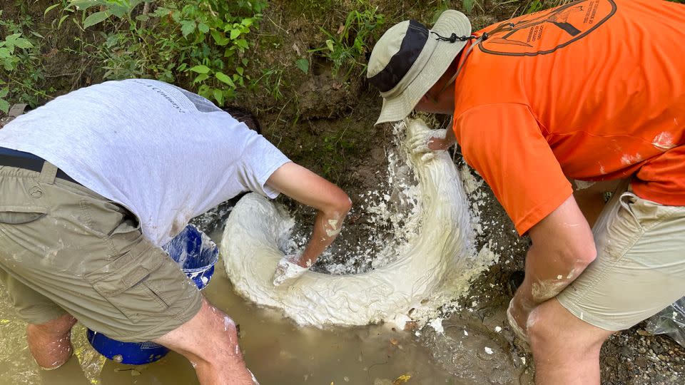 Field scientists covered the fossil with plaster to prevent the ivory from drying out and disintegrating. - Courtesy of Eddie Templeton