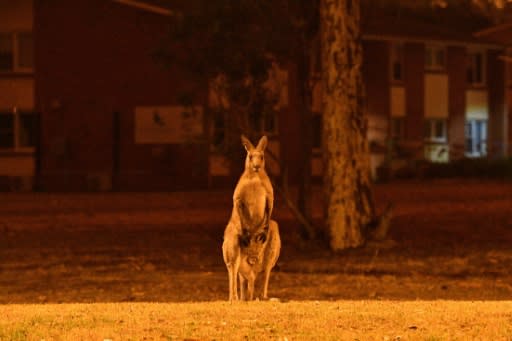 This kangaroo was seen in the town of Nowra in New South Wales