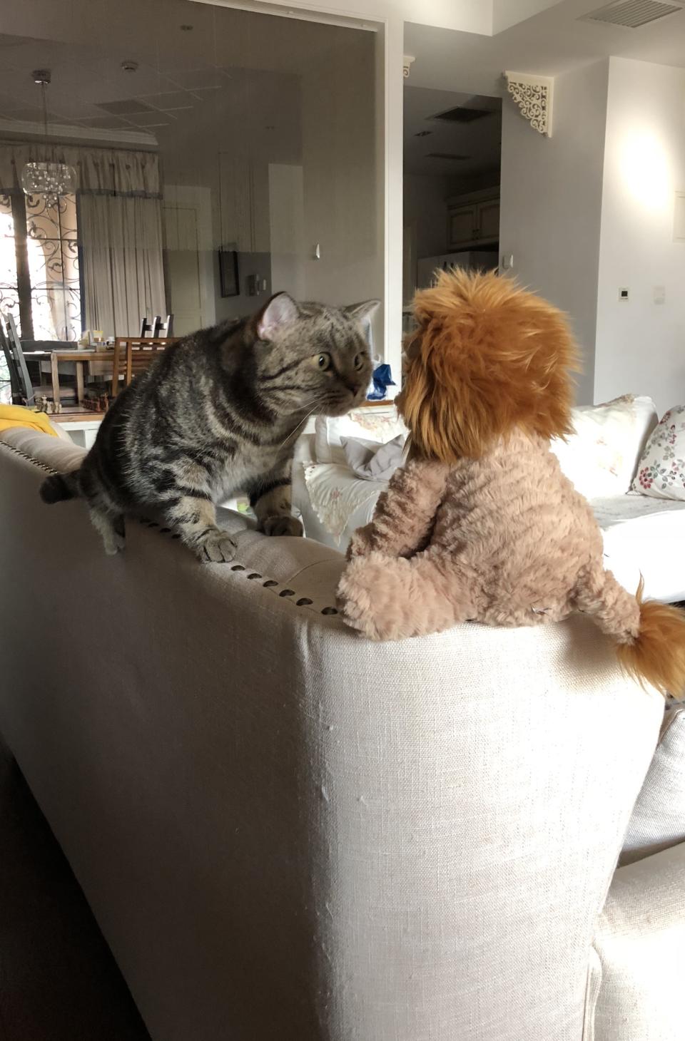 A cat appears perplexed by a stuffed animal