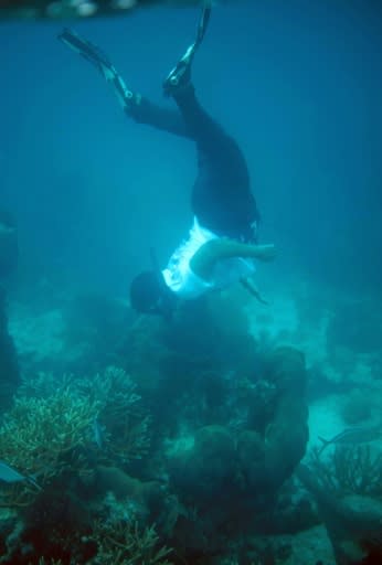 The reefs are popular with divers, and a top tourist attraction in Belize