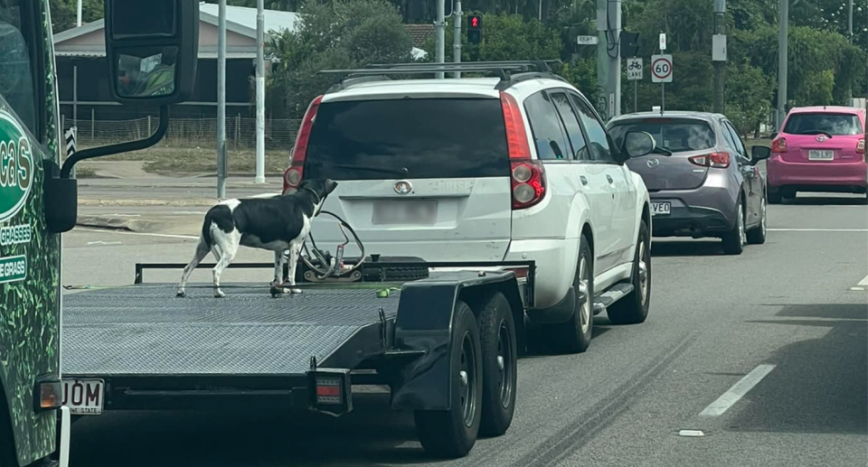 A black and white dog stands on a metal trailer attached to a white car in a line of traffic at traffic lights. 