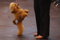 BIRMINGHAM, ENGLAND - MARCH 08: A Poodle stands on it's back legs on Day one of Crufts at the Birmingham NEC Arena on March 8, 2012 in Birmingham, England. During the annual four-day competition nearly 22,000 dogs and their owners will compete in a variety of categories, ultimately seeking the coveted prize of 'Best In Show'. (Photo by Dan Kitwood/Getty Images)