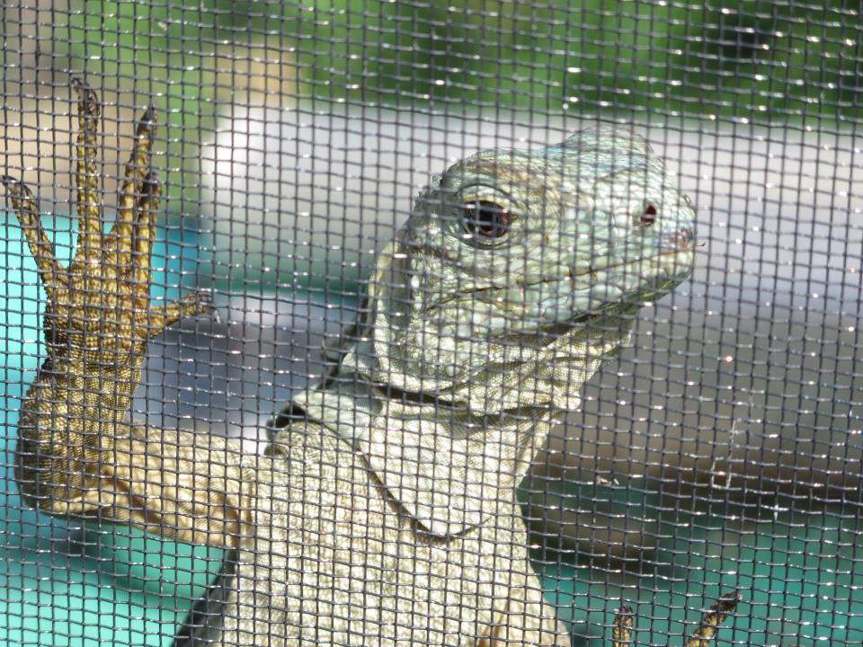 In this Aug. 3, 2012 photo, a one-year-old Grand Cayman blue iguana climbs the wall inside a breeding area at Queen Elizabeth II Botanic Park on the island of Grand Cayman. Roughly 700 blue iguanas breed and roam free in protected woodlands on the eastern side of Grand Cayman in the western Caribbean that is the only place where the critically endangered animals are found in the wild. (AP Photo/David McFadden)