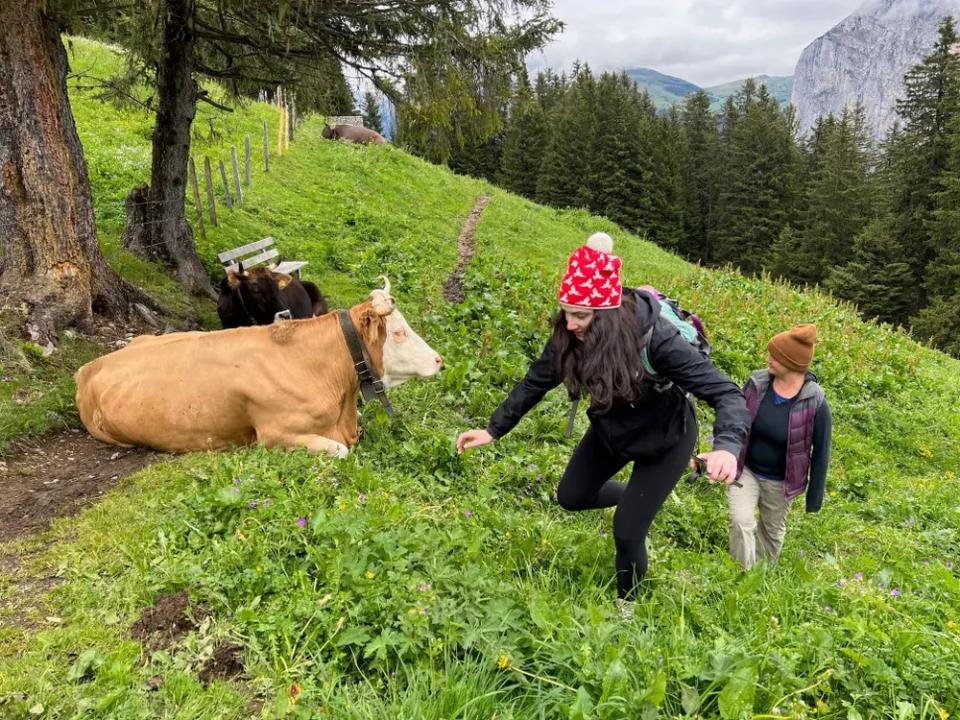 Auf dem Weg begegneten wir vielen Kühen. - Copyright: Jordan Erb/Business Insider