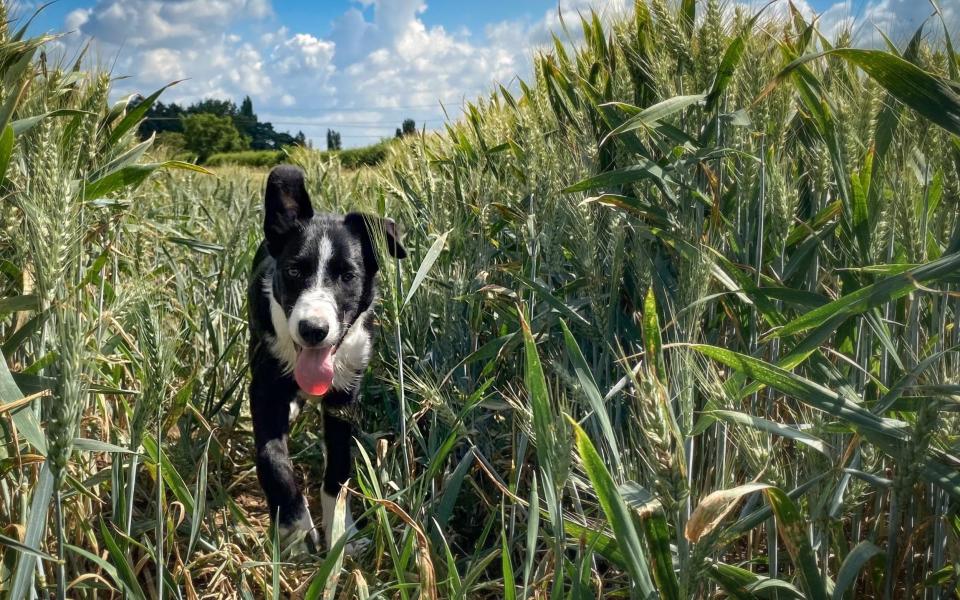 Dog walking through a wheat field - Getty/Moment RF