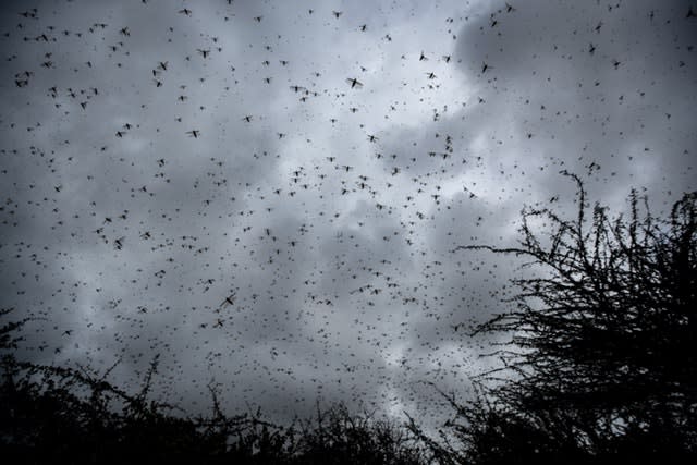 Kenya Africa Locust Outbreak