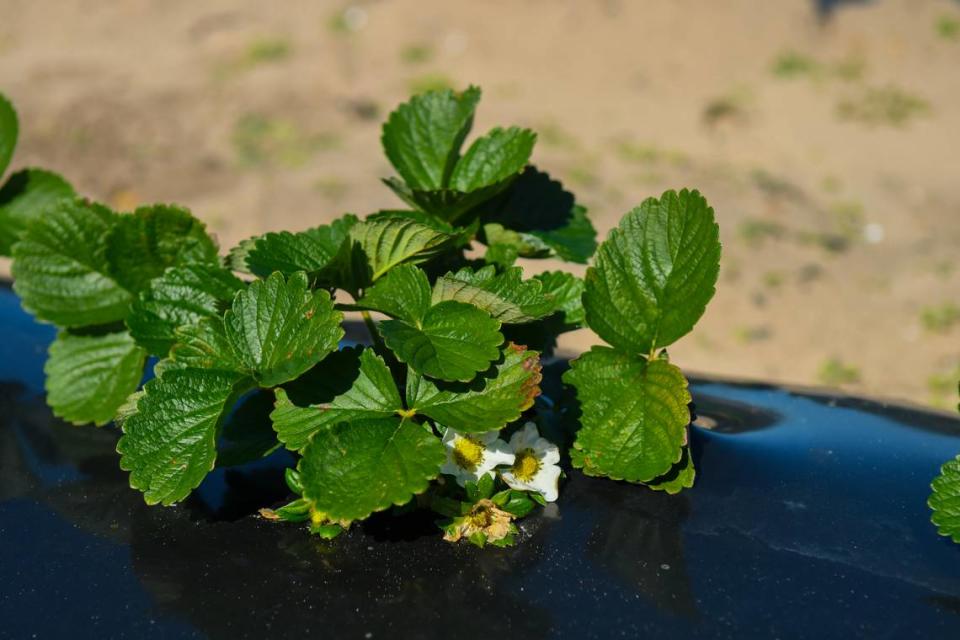 Planted in November, strawberry plants are already beginning to flower and although the plant itself is quite hardy, the flowers and subsequent berries are unable to withstand freezing temperatures. As the weather begins to stabilize, the plants will grow hardier and larger and will be fruit-bearing in late February, early March according to Jacky Frazier, proprietor of Barefoot Farms on St. Helena Island.