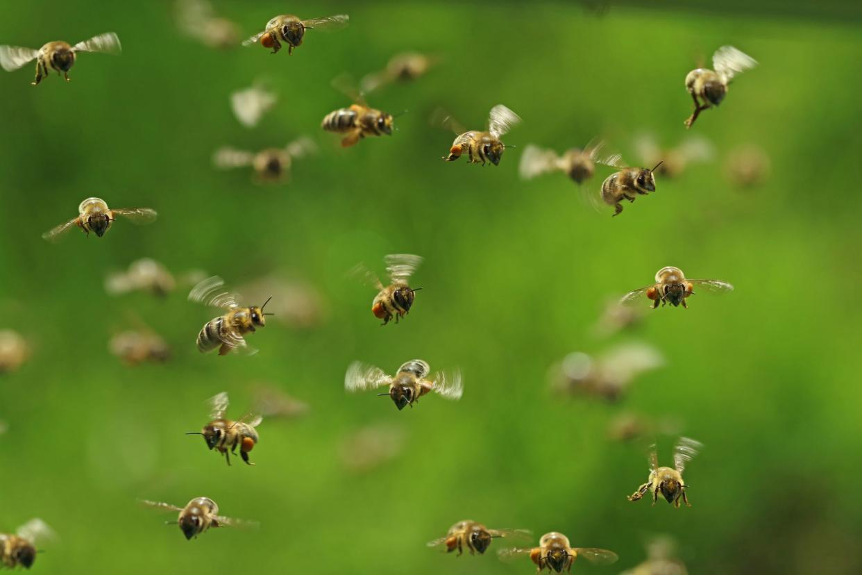 front view of flying honey bees in a swarm on green bukeh.