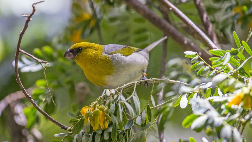 Other honeycreeper species, like the palila, are also threatened by malaria-carrying mosquitoes. - San Diego Zoo Wildlife Alliance