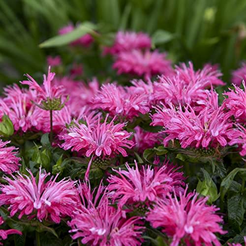 3 Live Electric Pink Monarda Beebalm Starter Perennial Plants. Attracts Butterflies and Hummingbirds