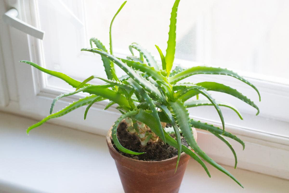Houseplants like thyme and aloe vera can help you get rid of bad smells, including cooking odours, in your home <i>(Image: Getty)</i>