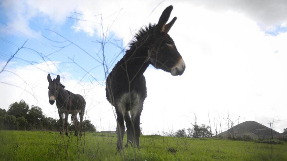 Donkeys graze fresh grass in a field near Orcutt road on Feb. 5, 2024, after rains drenched the area.