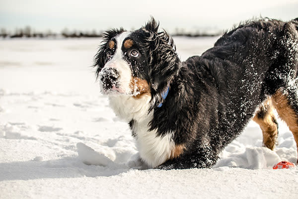 <p>Este perro es nativo de los Alpes suizos donde fue criado para ser un animal de trabajo. Adora las actividades al aire libre y su pelaje oscuro le ayuda a absorber la luz del sol para mantenerlo calientito.<em> Foto:</em> <em>Vyacheslav Makhnutin/Getty Images</em> </p>