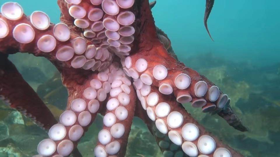 A giant Pacific octopus covers a camera lens