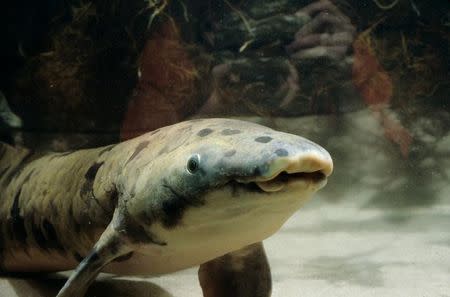 Australian lungfish,Neoceratodus forsteri, Granddad, 1982An Australian lungfish, Neoceratodus forsteri, acquired by the Shedd Aquarium in 1933, is pictured in Chicago, Illinois, U.S. in this undated handout photo obtained by Reuters February 6, 2017. Brenna Hernandez/Shedd Aquarium/Handout via REUTERS
