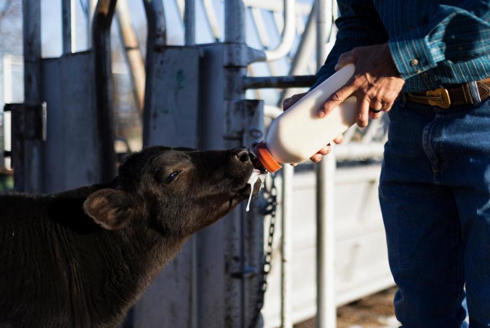 Bobo is fed by Dale Jenkins with a bottle on Wednesday, April 3, 2024 in Canadian. Bobo’s mother initially survived the fires, but was unable to care for Bobo, as milk was pouring out of her and she was fixing to loose her hooves. After hooves fall off, it’s as if the cows are walking on bone. Bobo’s mom had to be taken to a packing plant following that.