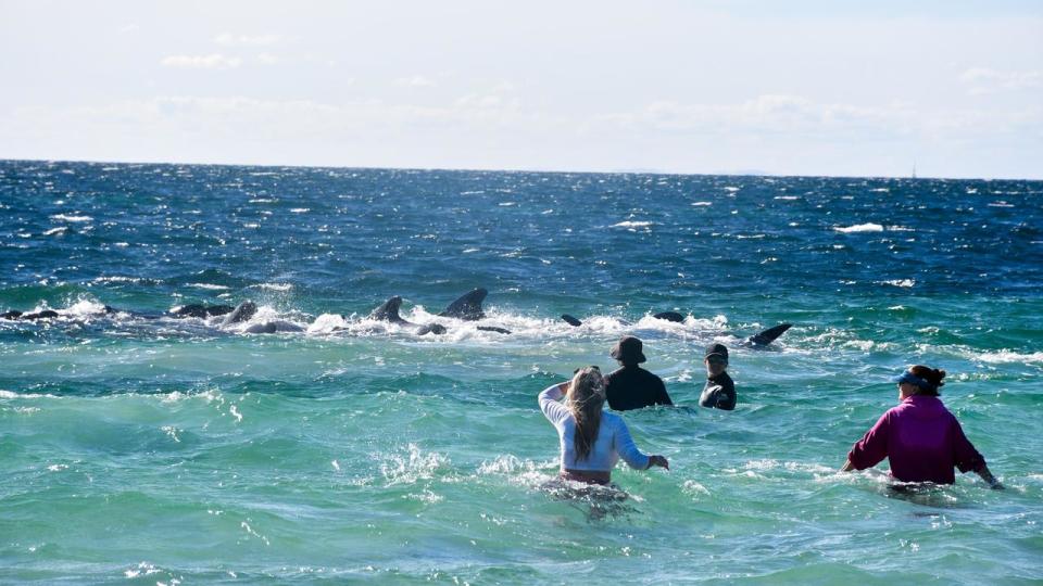More than 200 whales were saved from a mass stranding of pilot whales at Toby’s Inlet in WA’s southwest. Photo: Mick Marlin