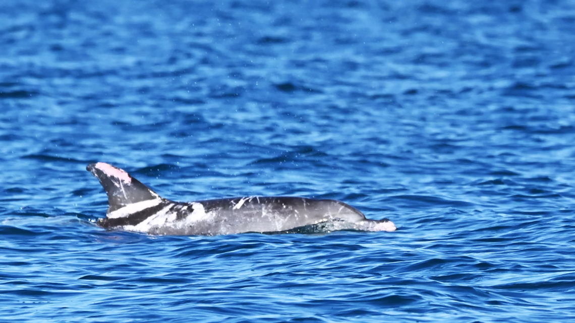 The piebald dolphin, nicknamed Speckles, seen in Hervey Bay. Photo from Georgina Hume via the University of the Sunshine Coast