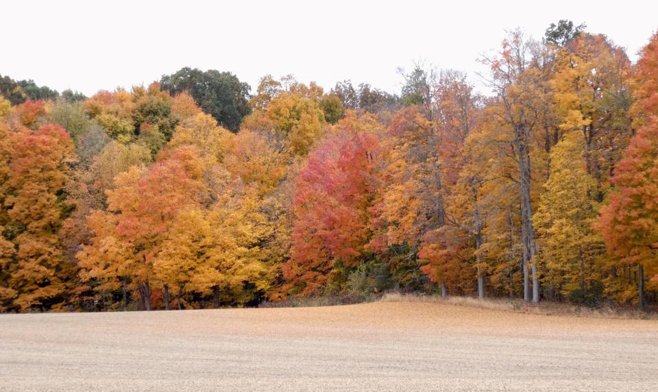 A stand of trees on the south side of Shearer Road near Ohio 100, southeast of Bucyrus, nears peak color on Oct. 18, 2022.