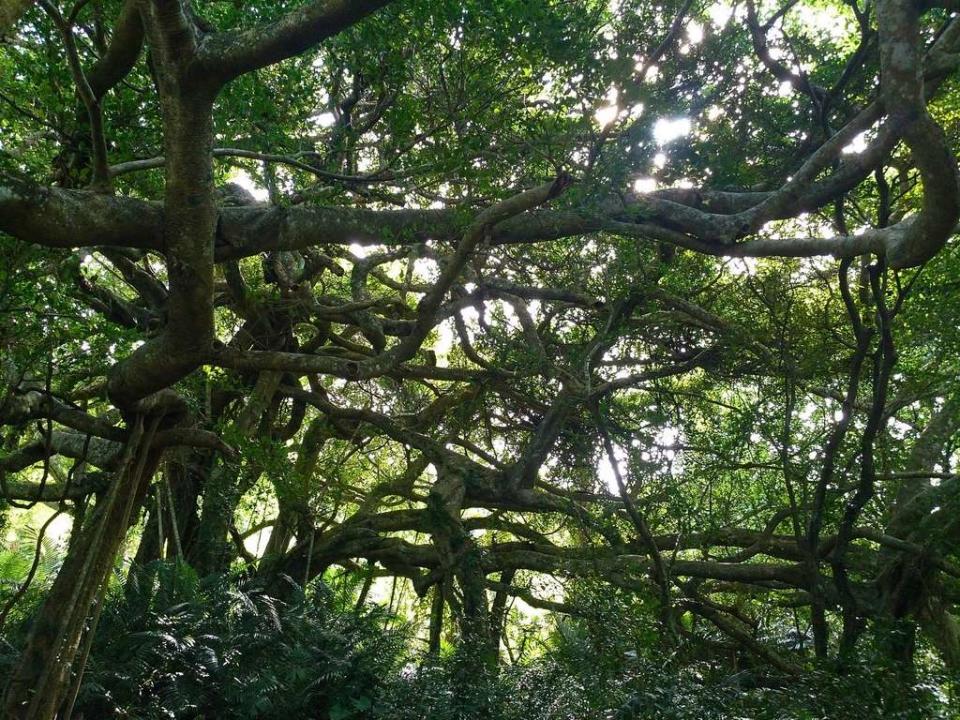 這兒的原生榕樹又被稱為「會走路的樹」（圖片來源：台東觀光旅遊網）