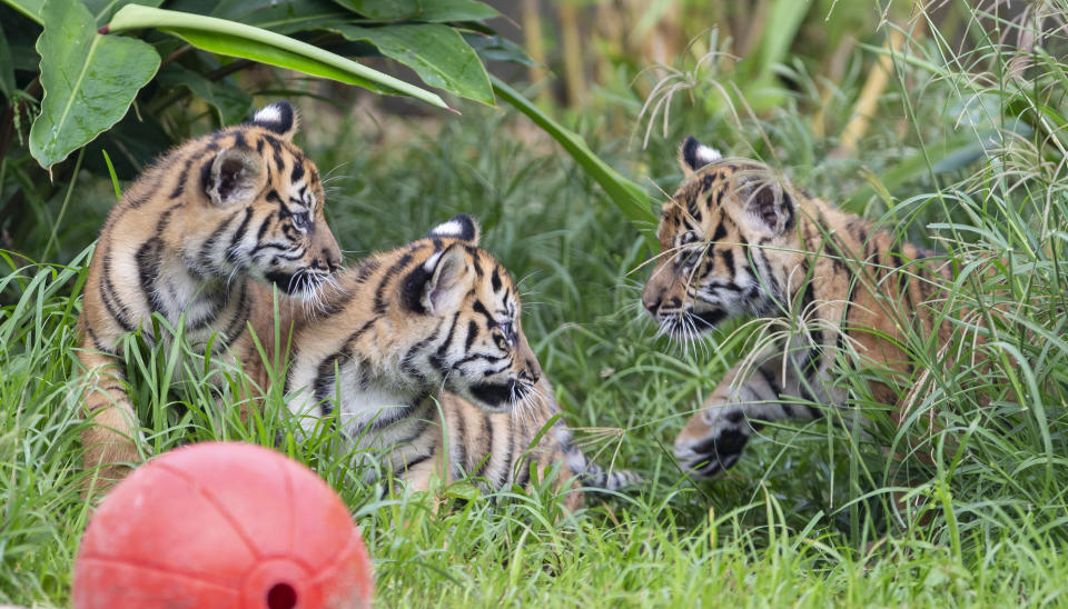 The three Sumatran tiger cubs were born at Taronga Zoo in Sydney 