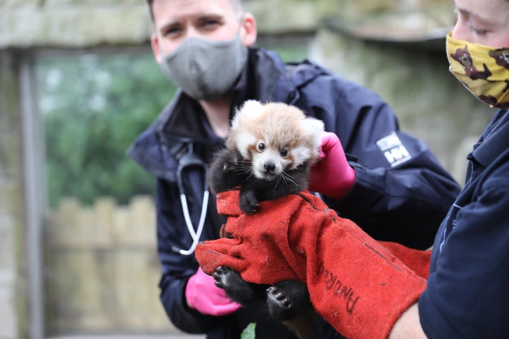 Ruby the red panda was born at Edinburgh Zoo in July (RZSS/PA)