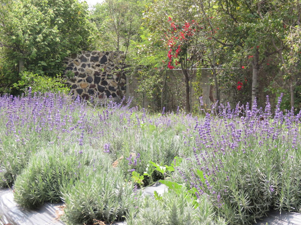 Además de los beneficios que aporta a la salud, la lavanda ayuda a ahuyentar insectos./ Foto: Cortesía Sueño de Lavanda