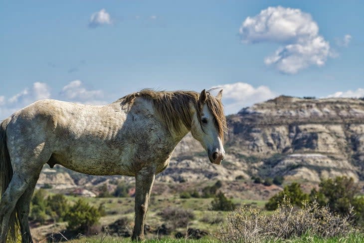 Feral horse in Theodore Roosevelt National Park