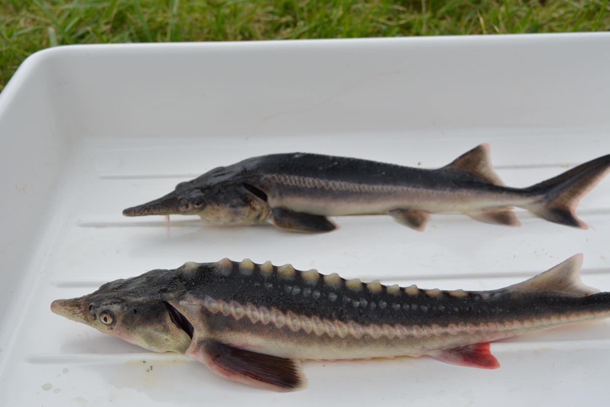 Some of the hybrid offspring have more scutes, or bony scales, like their sturgeon mothers and others have longer snouts, like their paddlefish fathers.