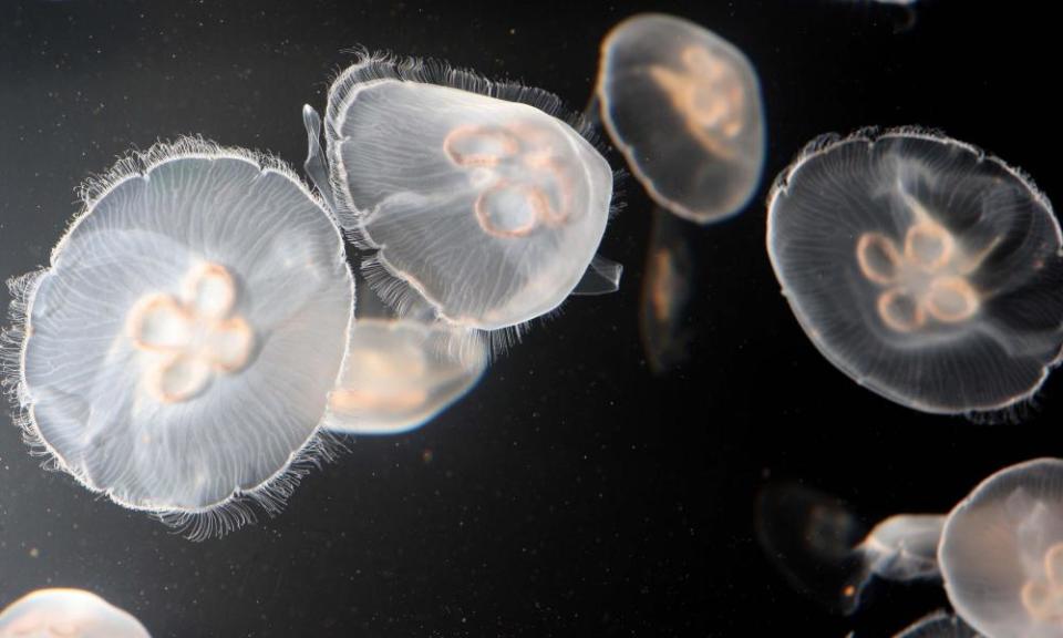 Moon jellyfish